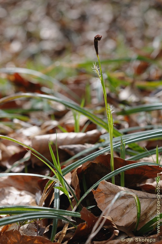 Carex pilosa, ostřice chlupatá - NPP Medník, Hradišťko u Pikovic, Posázaví