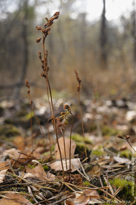 Drosera rotundifolia, rosnatka okrouhlolistá - Borkovická blata, Táborsko