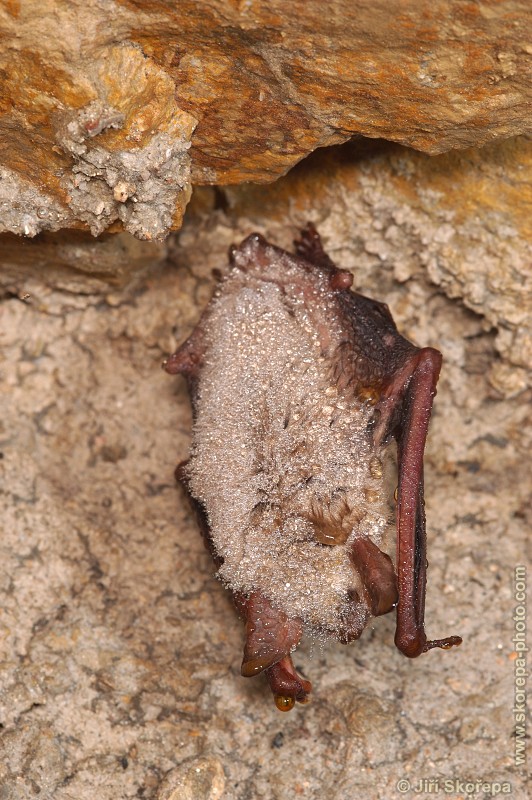 Myotis myotis, netopýr velký - NPR Karlštejn, CHKO Český kras