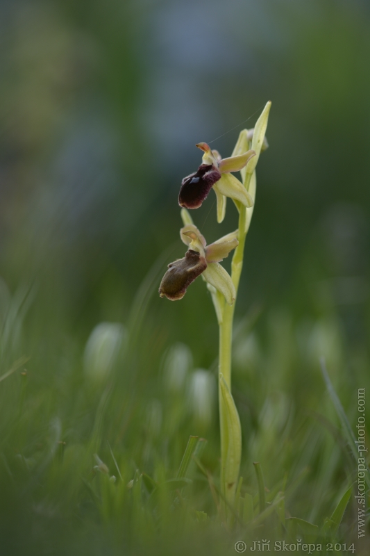 Ophrys promontorii, tořič podhorský