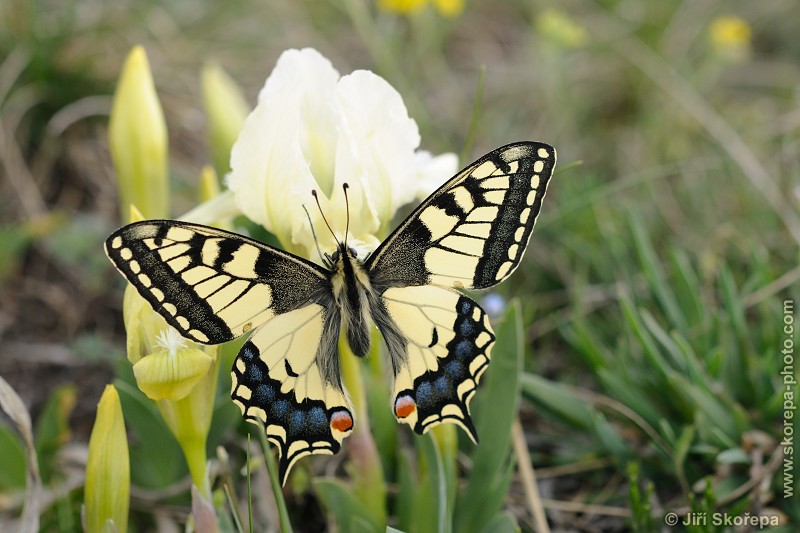 Papilio machaon, otakárek fenyklový - PR Svatý kopeček u Mikulova, Břeclavsko