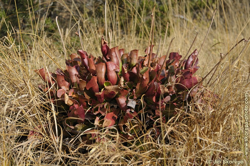 Sarracenia purpurea, špirlice nachová - Veselská blata, Táborsko