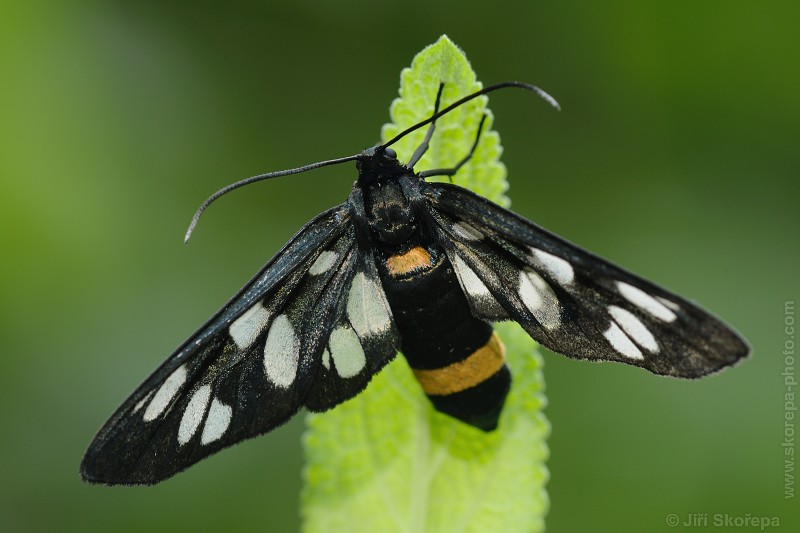 Amata phegea, běloskvrnáč pampeliškový