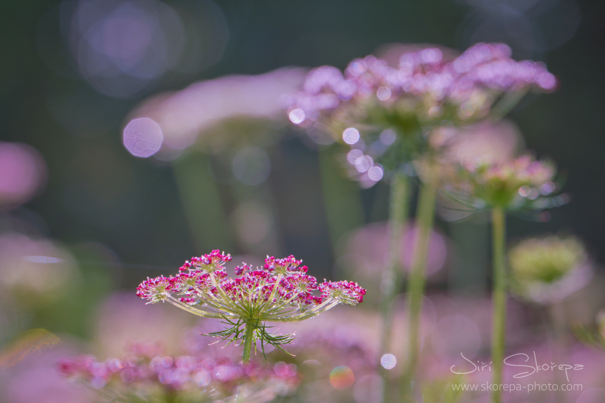 Ammi visnaga, morač zákrovnatý „Casablanca” – Pelhřimov, Vysočina