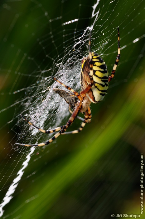 Argiope bruennichi, křižák pruhovaný