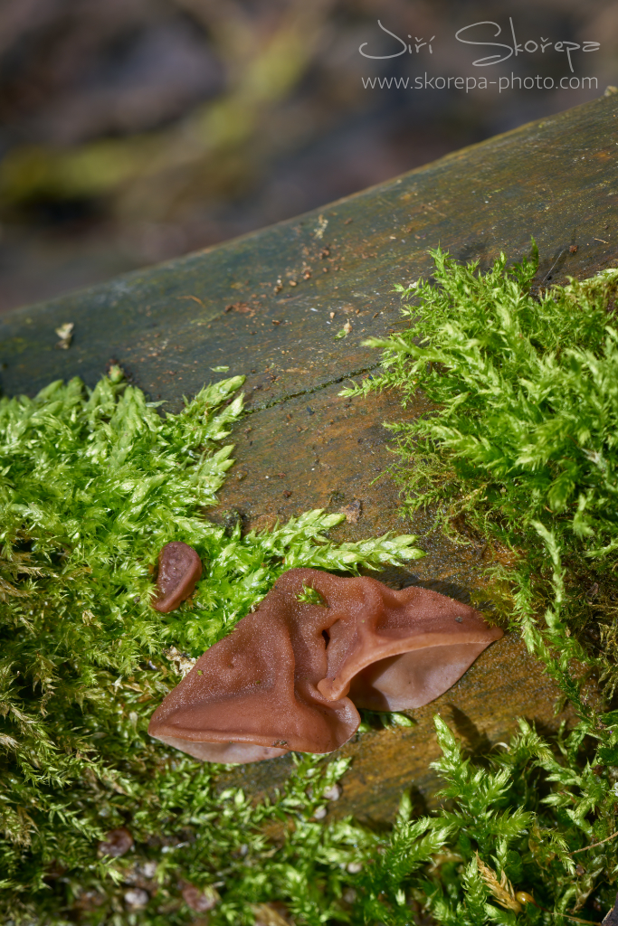 Auricularia auricula-judae, boltcovitka bezová (ucho Jidášovo) – Hněvkovice, Humpolecko