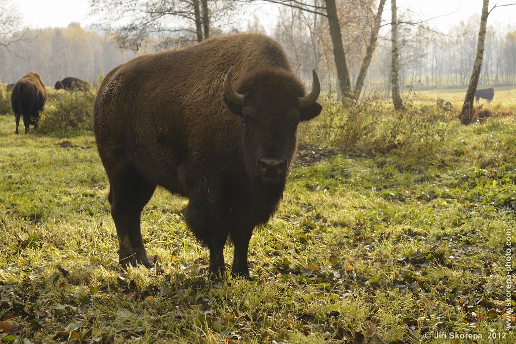 Bison bison, bizon - Veclov u Slavonic