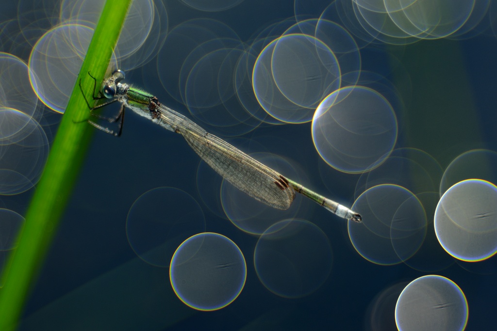 Čas kroužků ..... (Lestes sponsa, šídlatka páskovaná - samec).