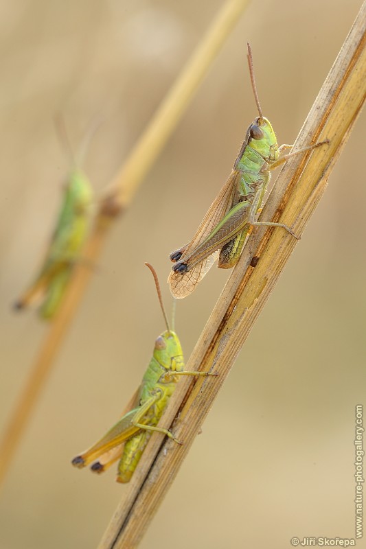 Chorthippus parallelus, saranče obecná