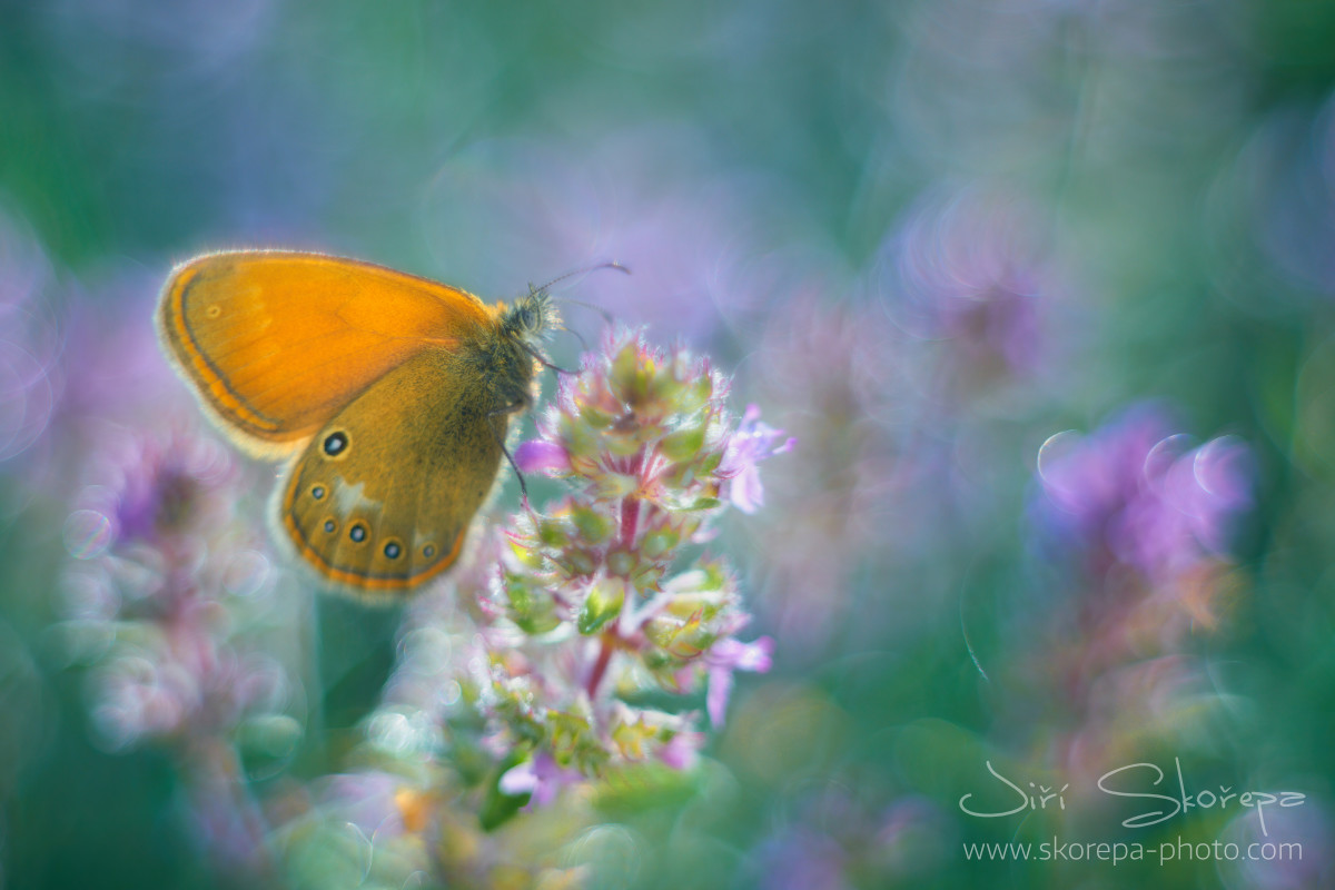 Coenonympha glycerion, okáč třeslicový – Pálava