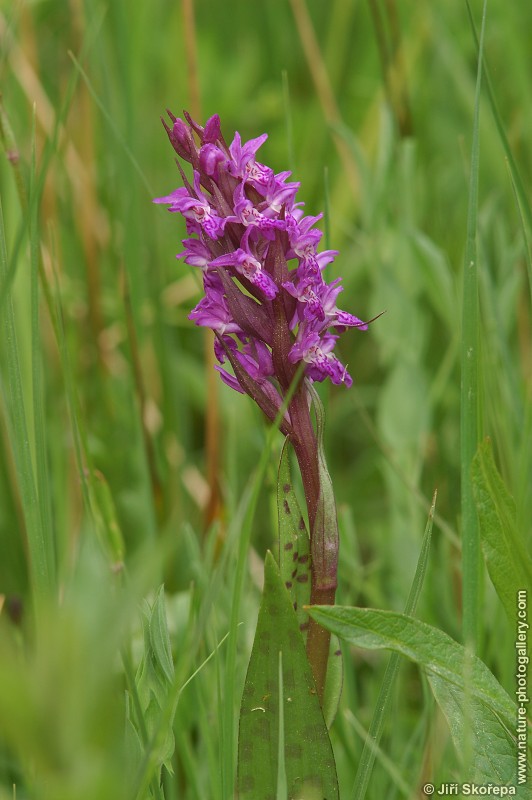 Dactylorhiza majalis, prstnatec májový