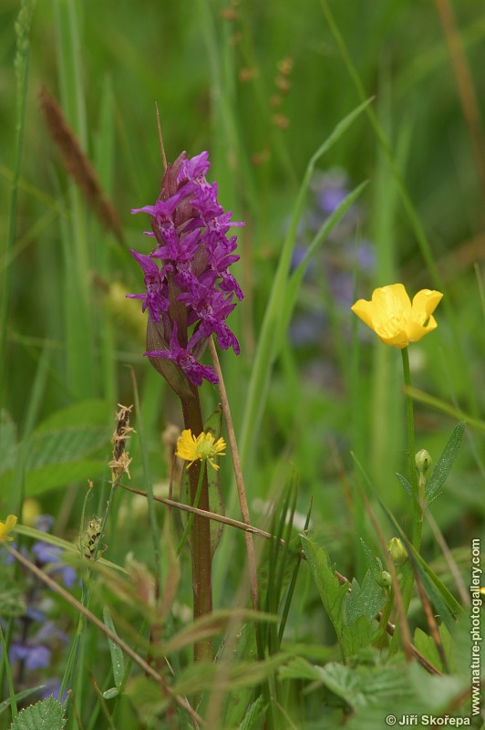 Dactylorhiza majalis, prstnatec májový