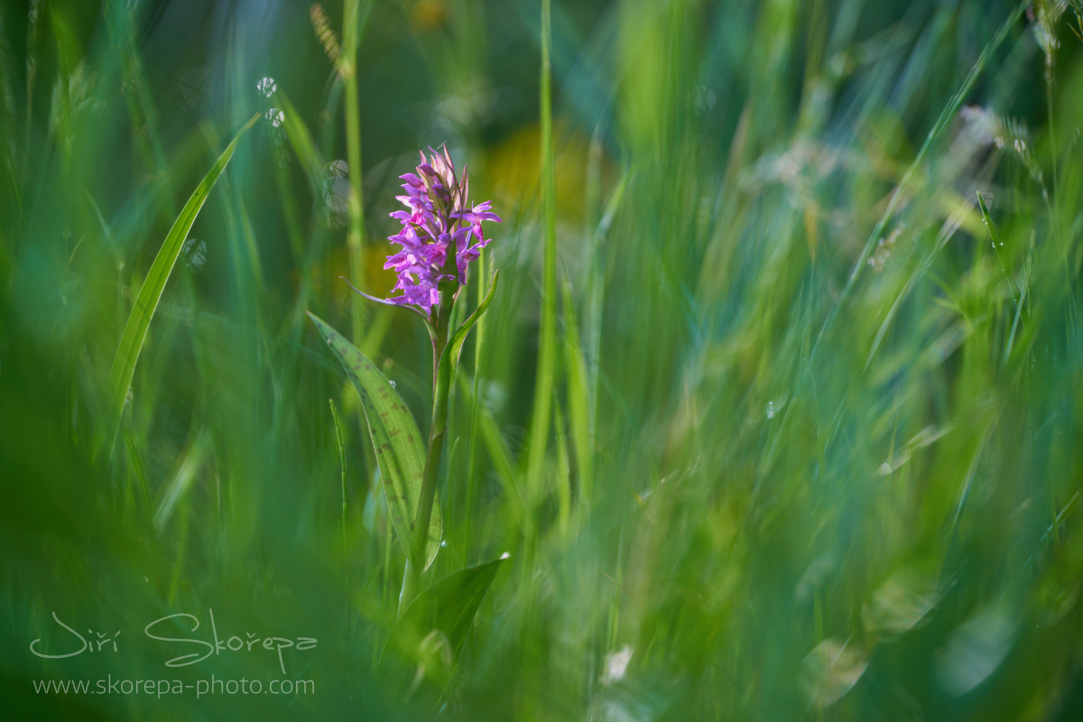 Dactylorhiza majalis, prstnatec májový – Táborsko