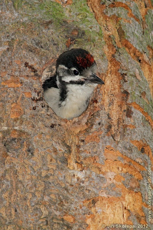 Dendrocopos major, strakapoud velký - CHKO Český kras