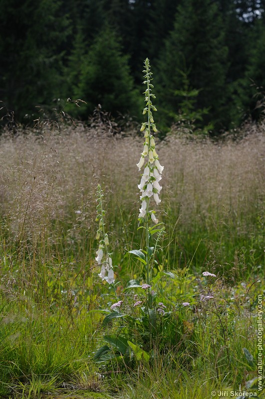 Digitalis purpurea, náprstník nachový