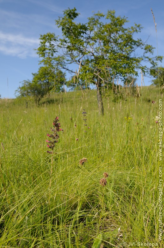 Echium maculatum, hadinec červený ( h. nachový)