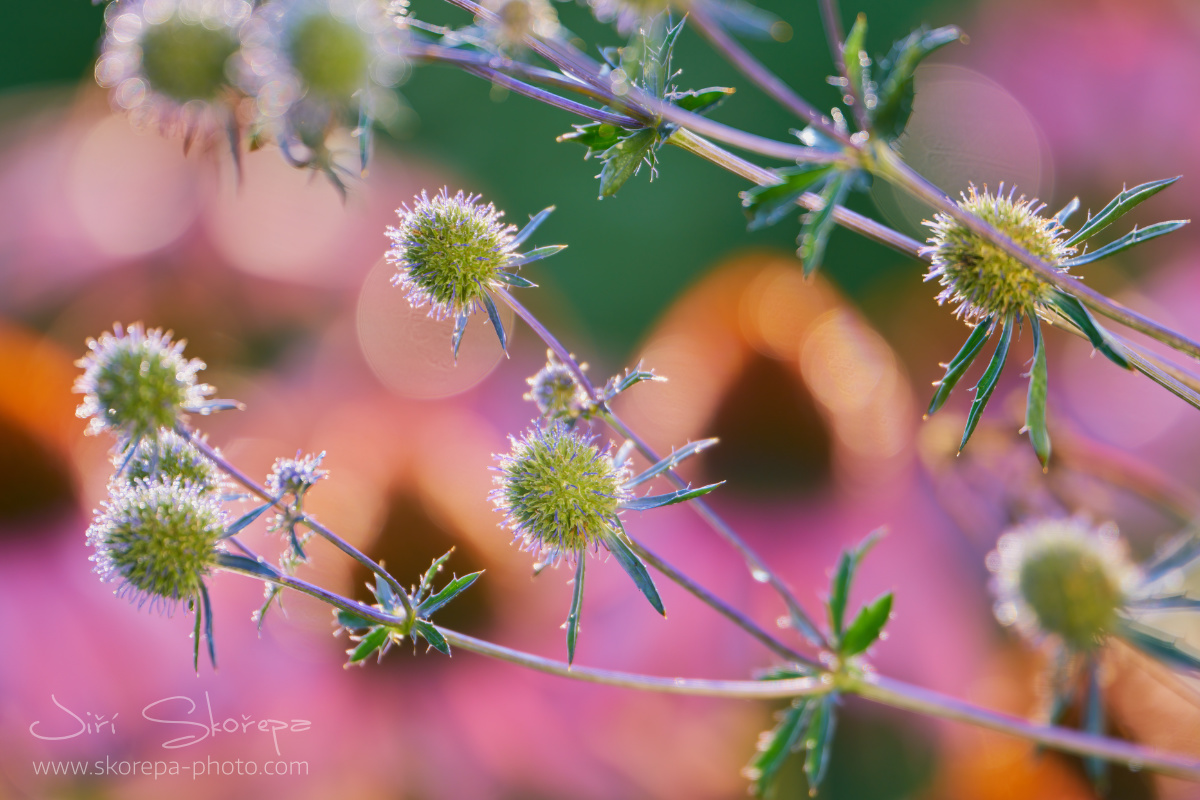 Eryngium planum, máčka plocholistá – Pelhřimov, Vysočina