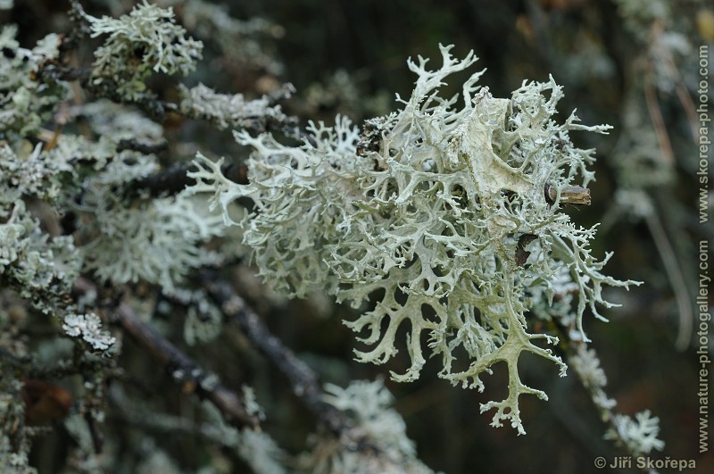 Evernia prunastri, větvičník slívový