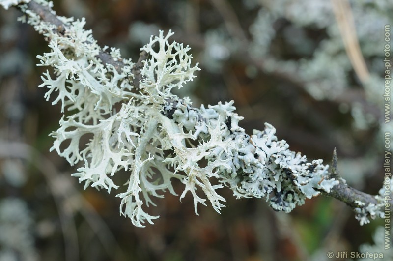 Evernia prunastri, větvičník slívový