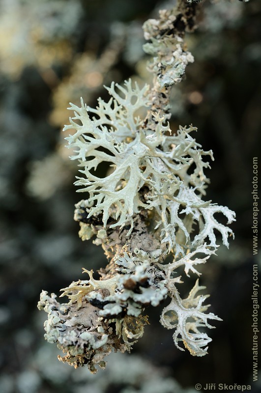 Evernia prunastri, větvičník slívový