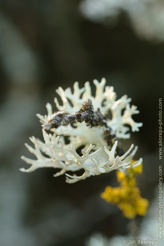 Evernia prunastri, větvičník slívový