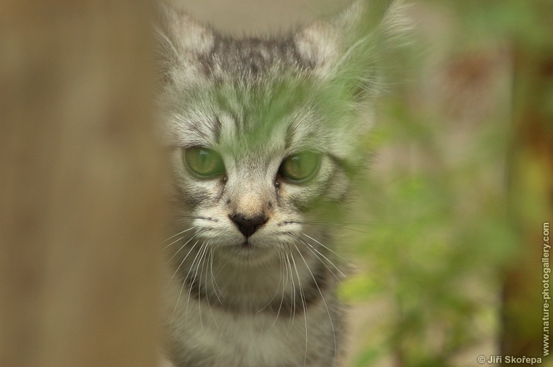 Felis silvestris catus, kočka domácí