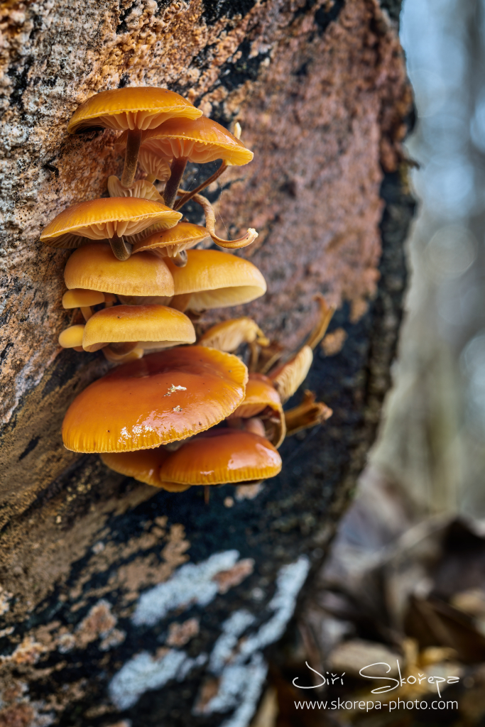 Flammulina velutipes agg., penízovka sametonohá – Hněvkovice, Humpolecko