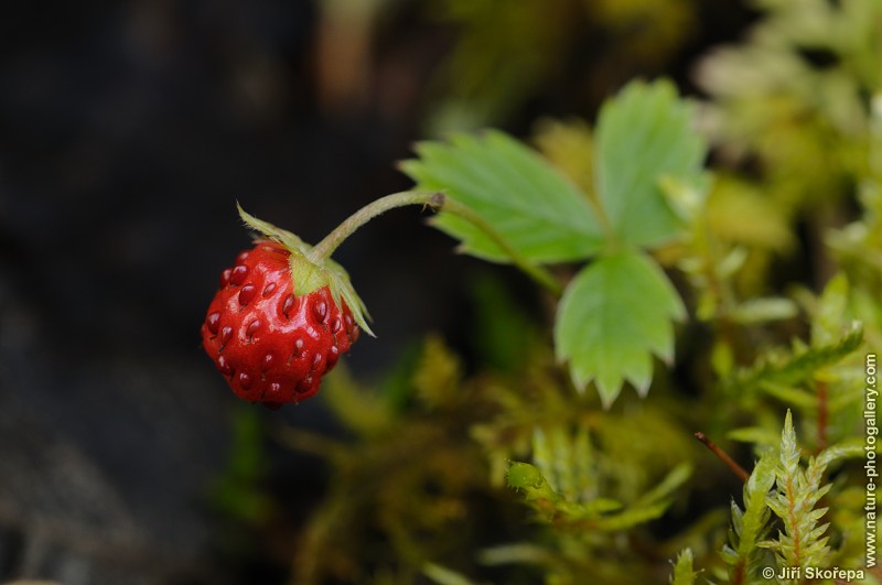 Fragaria vesca, jahodník obecný