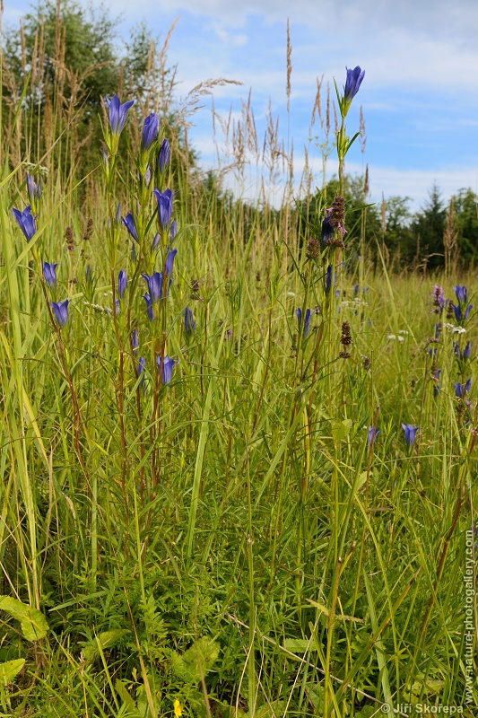 Gentiana pneumonanthe,  hořec hořepník