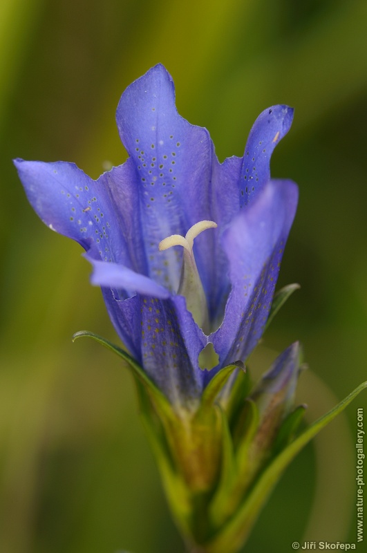 Gentiana pneumonanthe,  hořec hořepník