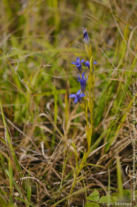 Gentianopsis ciliata, hořec brvitý (hořeček brvitý)