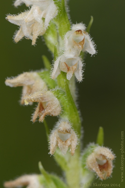 Goodyera repens, smrkovník plazivý - Sušicko