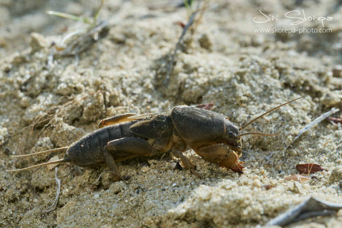 Gryllotalpa gryllotalpa, krtonožka obecná – Mušlov, Pálava