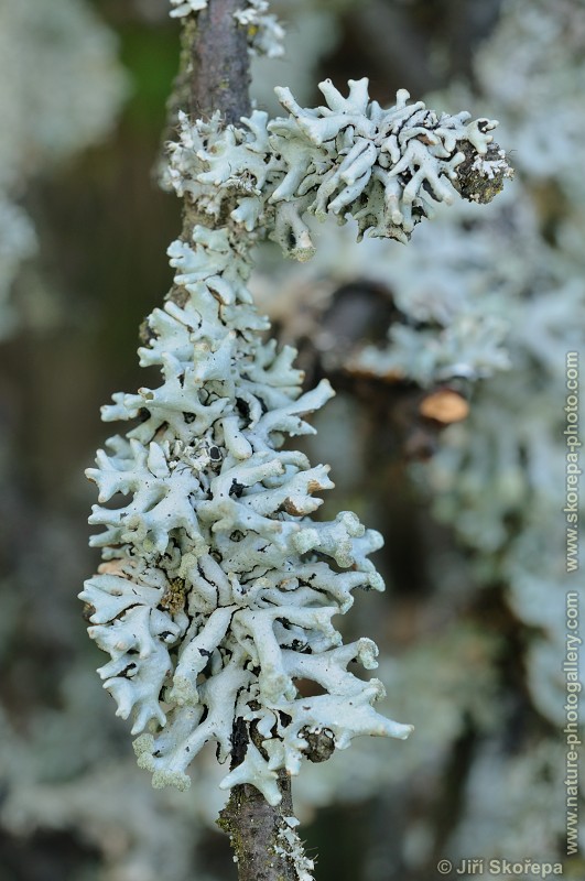 Hypogymnia physodes, terčovka bublinatá