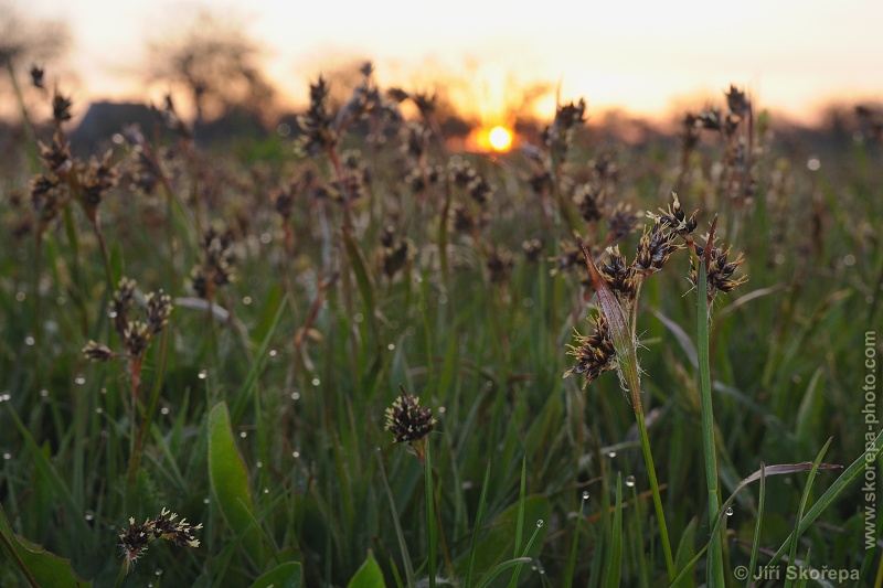 Luzula campestris, bika ladní - Vesce u Soběslavi, Táborsko