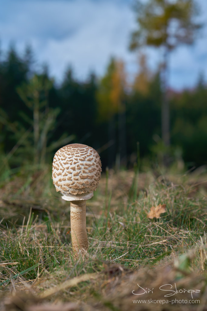 Macrolepiota procera, bedla vysoká – Červená Řečice, Pelhřimovsko