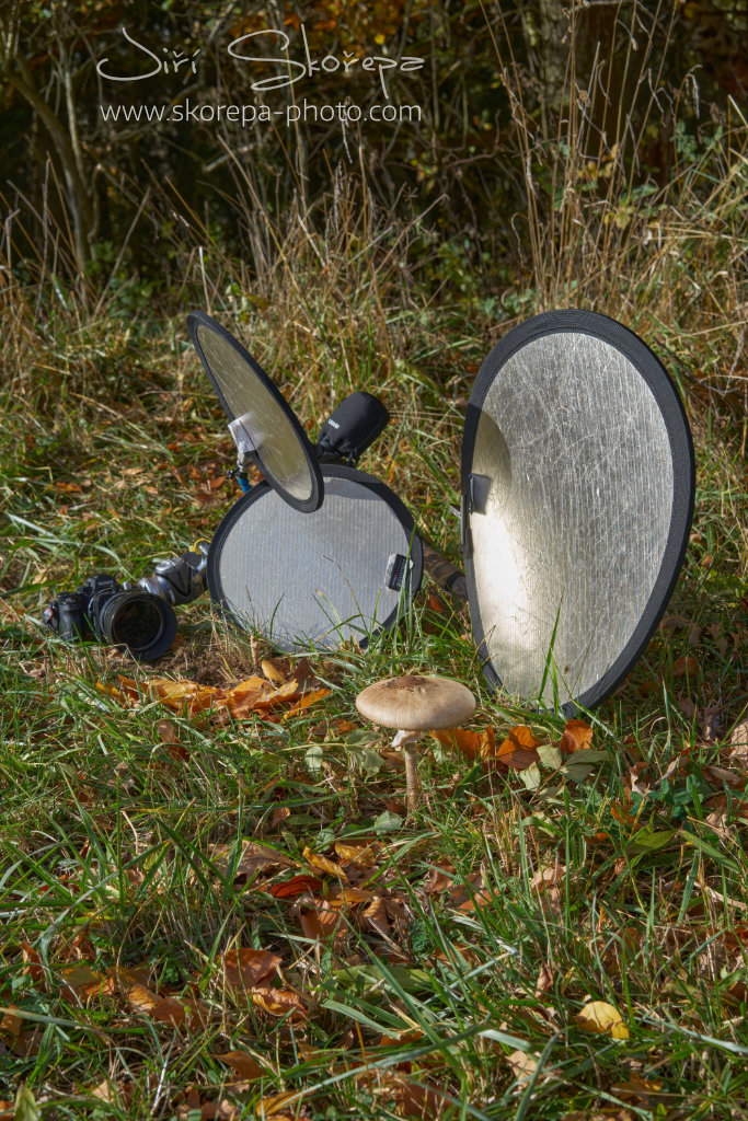 Macrolepiota procera, bedla vysoká – Petrovice, Humpolecko