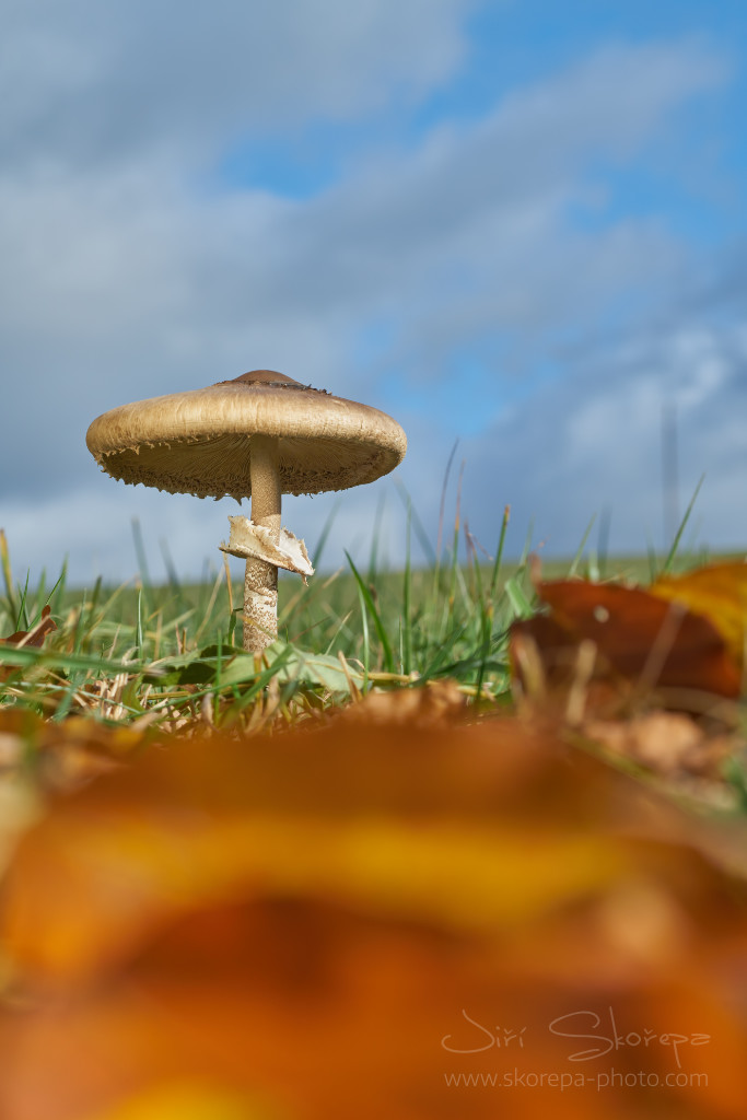 Macrolepiota procera, bedla vysoká – Petrovice, Humpolecko