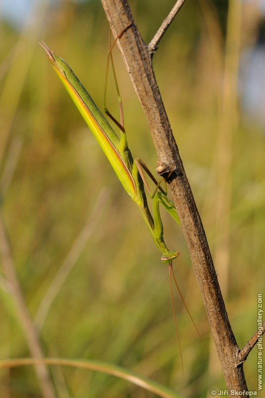 Mantis religiosa, kudlanka nábožná