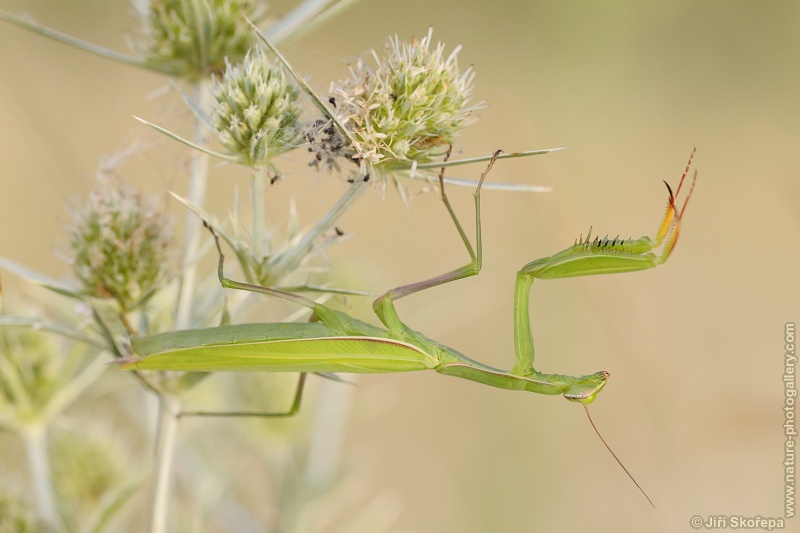 Mantis religiosa, kudlanka nábožná