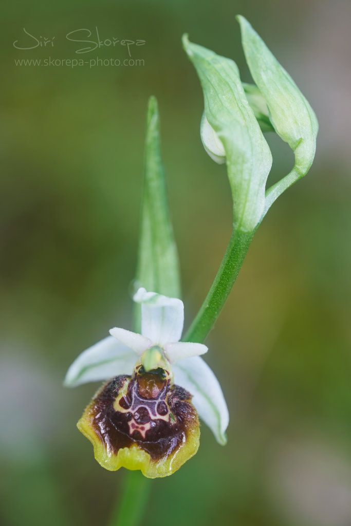 Ophrys medea, tořič – Krk, Croatia