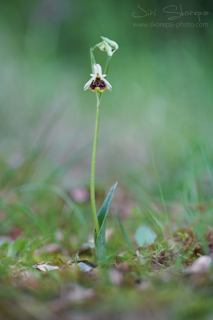 Ophrys medea, tořič – Krk, Croatia