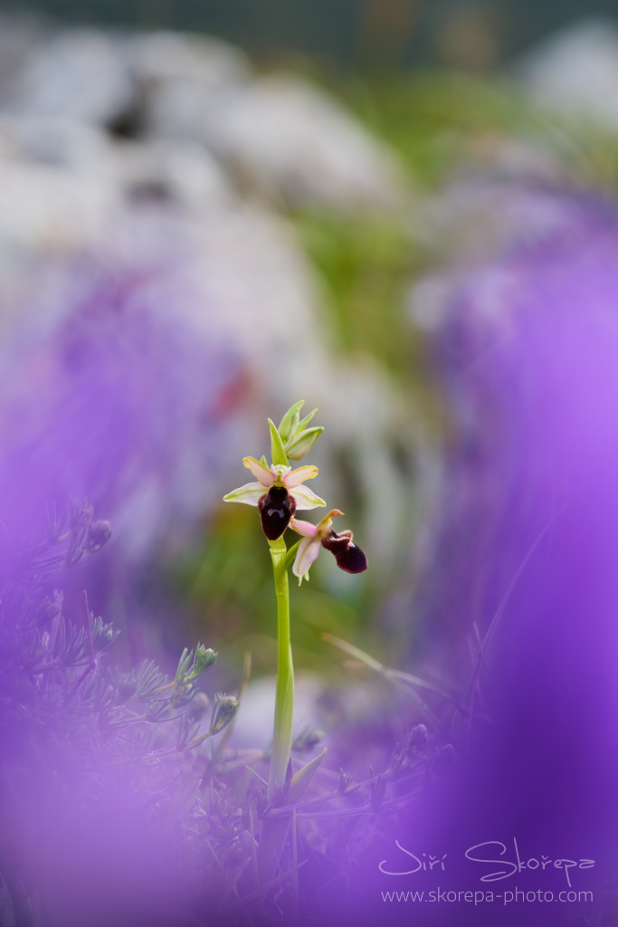 Ophrys promontorii, tořič podhorský