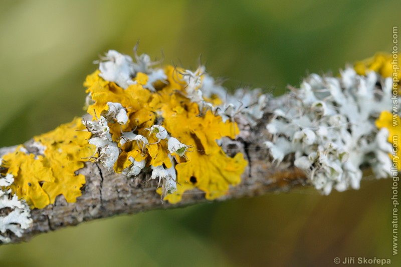 Physcia adscendens, terčovník odstávavý