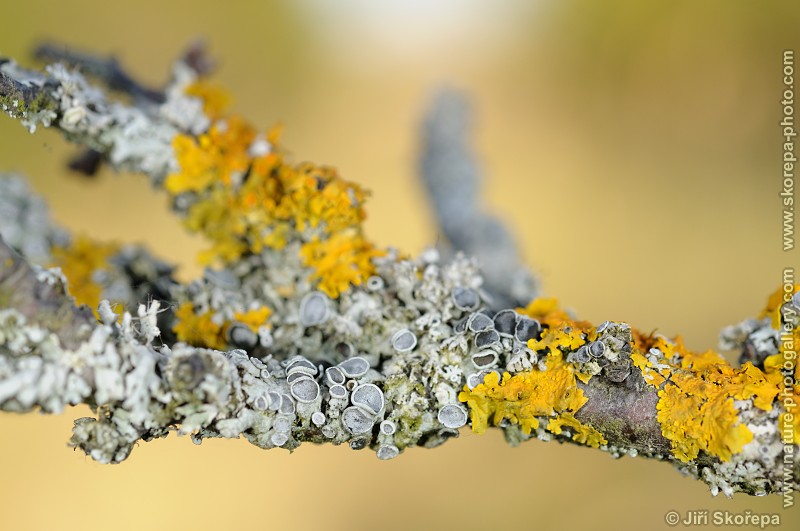 Physcia aipolia, terčovník lysý