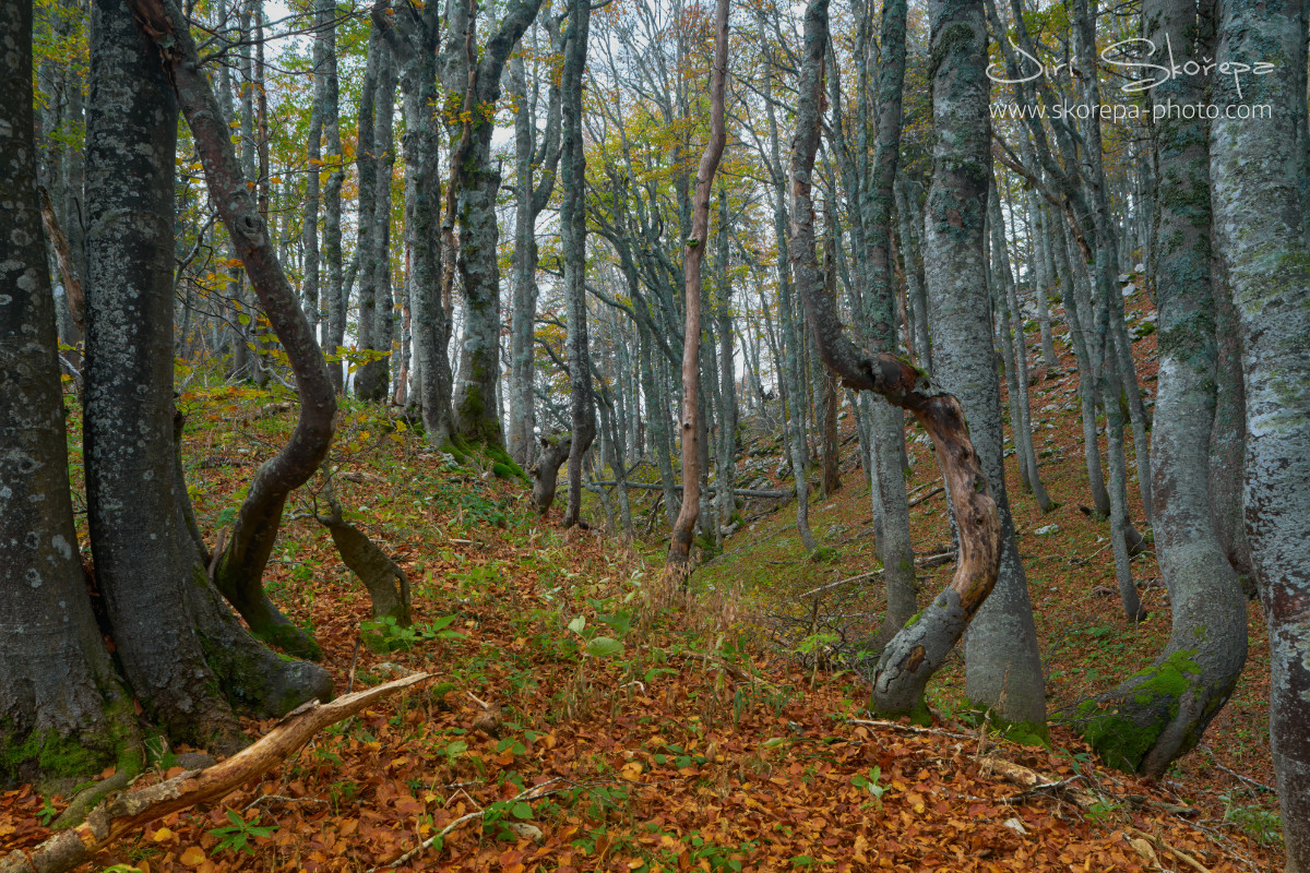 Premužićeva staza – Sjeverni Velebit, Croatia