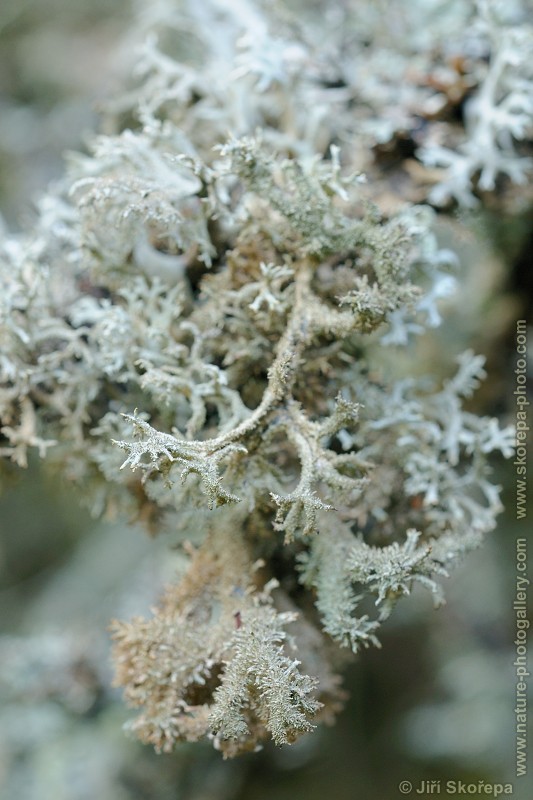 Pseudevernia furfuracea, terčovka otrubičnatá