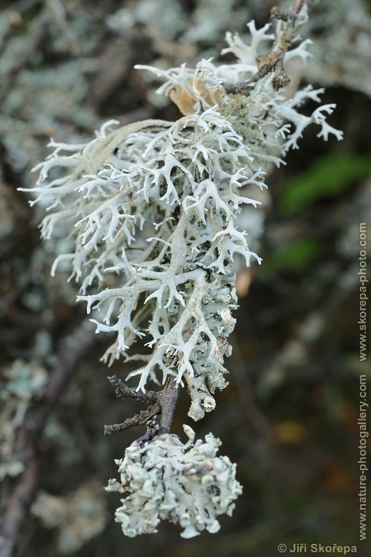 Pseudevernia furfuracea, terčovka otrubičnatá