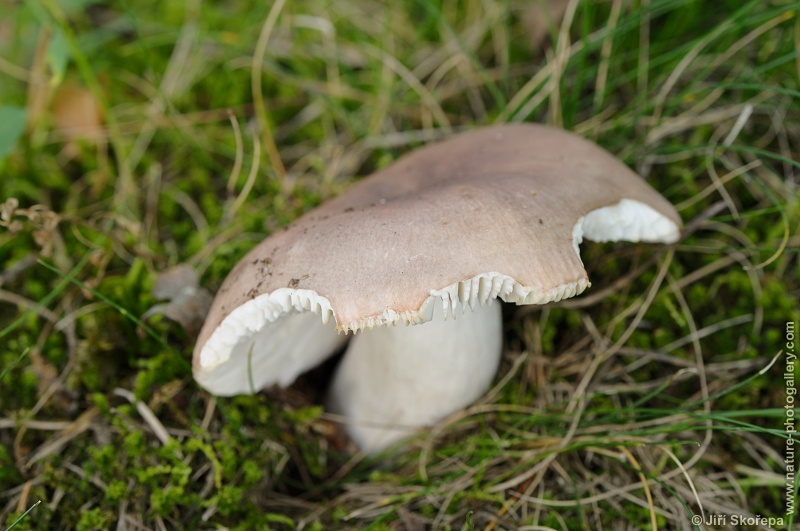 Russula vesca, holubinka mandlová