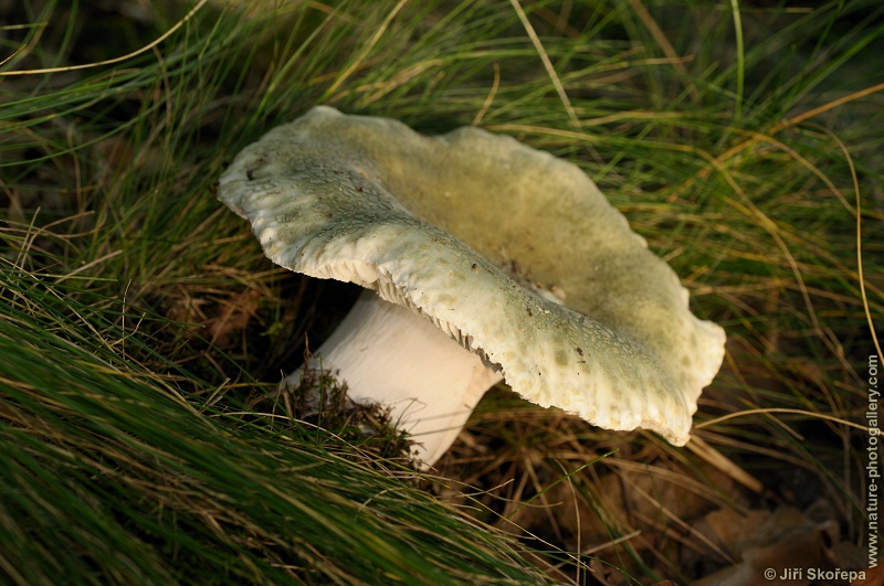 Russula virescens, holubinka nazelenalá